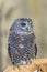 The rufous-legged owl, Strix rufipes