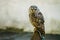 The rufous-legged owl - Strix rufipes - is a