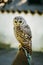 The rufous-legged owl - Strix rufipes - is a