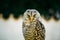 The Rufous-legged Owl , Strix Rufipes, Is A Medium Sized Owl With