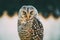 Rufous-legged Owl Strix Rufipes Is A Medium Sized Owl With No Ear Tufts. Wild Bird.