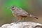 Rufous limestone-babbler bird