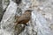 Rufous Limestone-babbler bird