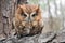 Rufous morph Eastern Screech Owl, Georgia USA