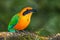 Rufous Motmot