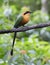 Rufous Motmot, Baryphthengus martii