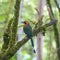 Rufous Motmot, Mindo Cloud Forest, Ecuador