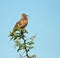 Rufous-Naped Lark