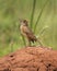 Rufous naped lark calling from a termite mount