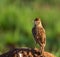 Rufous-naped Lark on mound