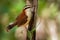 Rufous-naped Wren - Campylorhynchus rufinucha songbird of the family Troglodytidae