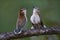 Rufous-naped Wren in Costa Rica