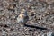 Rufous-necked snowfinch Pyrgilauda ruficollis foraging on the ground near Gurudongmar Lake