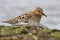 Rufous-necked stint which stands on the banks of the river