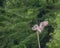 Rufous night-heron alighting on top of bamboo pole