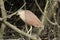 Rufous Night Heron in Australasia