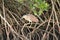 Rufous Night Heron in Australasia