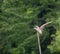 Rufous night heron Nycticorax caledonicus landing on top of pole