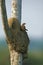 Rufous Ornero, furnarius rufus, Adult standing near Nest, Pantanal in Brazil