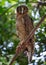 Rufous Owl Ninox rufa in the wild, Darwin, Australia