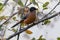 Rufous sibia