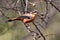 Rufous sibia