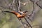 Rufous sibia