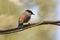 Rufous sibia