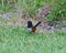 Rufous-sided Towhee in the grass