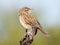 Rufous Songlark in Queensland Australia