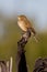 Rufous Songlark in Queensland Australia