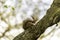 The rufous tail of a squirrel is behind a branch of a beech tree.