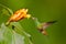 Rufous Tailed Hummingbird