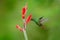 Rufous-tailed Hummingbird, Amazilia tzacatl, bird fling next to beautiful red flower in natural habitat, clear green background