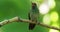 Rufous-tailed Hummingbird - Amazilia tzacatl medium-sized hummingbird, from Mexico, Colombia, Venezuela and Ecuador to Peru