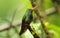 Rufous-tailed Hummingbird, Amazilia tzcatl