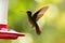Rufous-tailed hummingbird with outstretched wings,tropical forest,Peru,bird hovering next to red feeder with sugar water, garden,