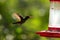 Rufous-tailed hummingbird with outstretched wings,tropical forest,Peru,bird hovering next to red feeder with sugar water, garden,c