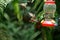 Rufous-tailed hummingbirds in flight