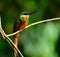 Rufous-tailed jacamar