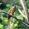 Rufous-tailed Jacamar (Galbula ruficauda), isolated, perched on a branch, with golden-hued iridescent feathers