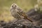 Rufous- Tailed Weaver in Ngorongoro national park Tanzania. Wild nature of Africa