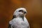 Rufous-thighed kite - Bird of Prey