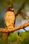 Rufous-thighed Kite, Harpagus diodon, birds of prey in the nature habitat with evening sun, sitting on the tree branch, Pantanal,