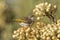 Rufous-throated Honeyeater in Queensland Australia