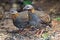 Rufous-throated Partridge