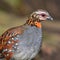 Rufous throated partridge