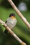 Rufous-throated Tanager - Tangara rufigula