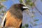 Rufous Treepie