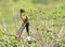 Rufous treepie bird